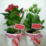 Vasinho.de.kalanchoe Vasinho.de.kalanchoe