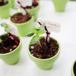 plantinhas plantinhas