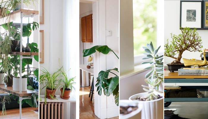 17 inspirações para decorar a casa com plantas